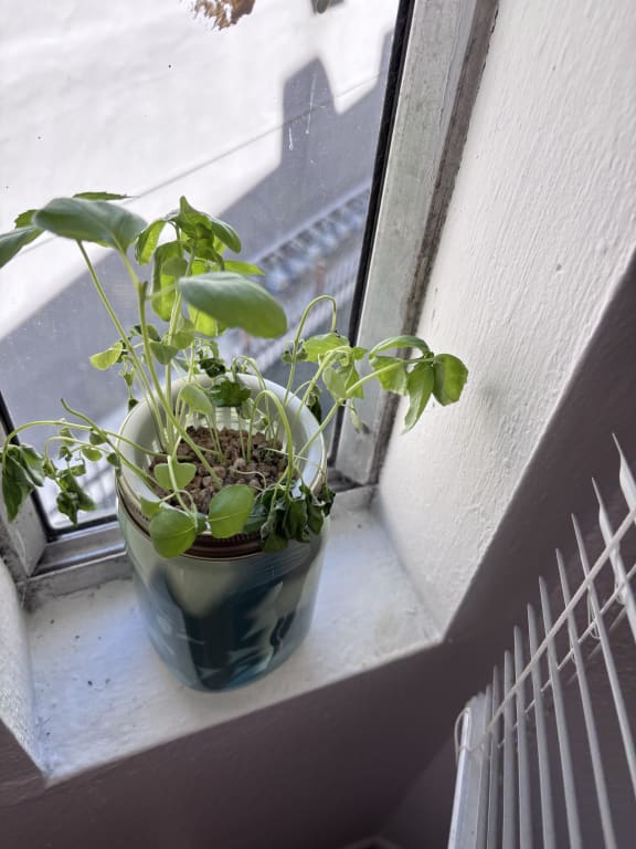 Mason Jar Indoor Herb Growing Kit - gallery image 5