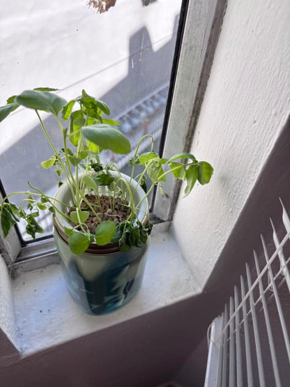 Mason Jar Indoor Herb Growing Kit - gallery image 5