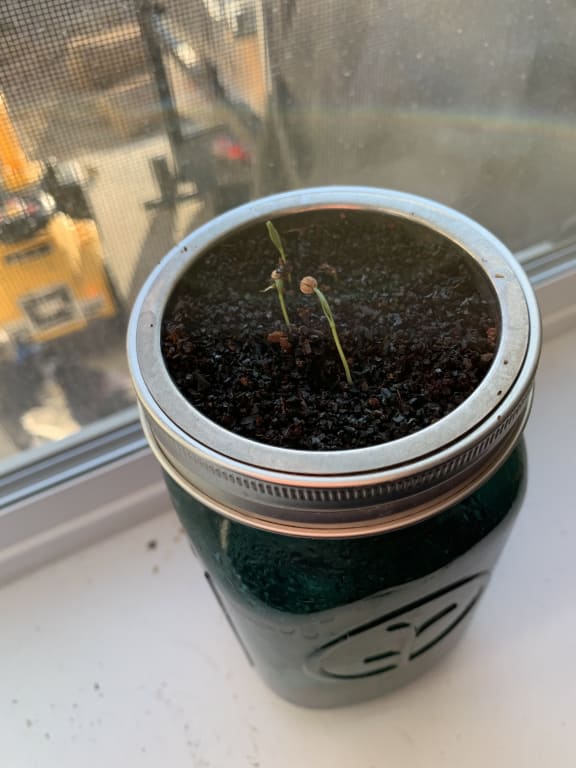 Mason Jar Indoor Herb Growing Kit - gallery image 4